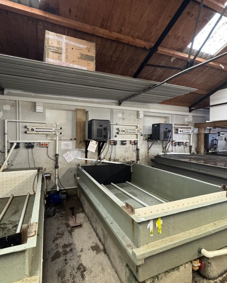 cumbrae oysters rewire